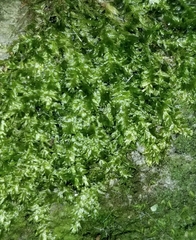 Pseudotaxiphyllum elegans