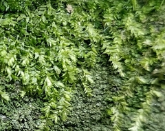 Pseudotaxiphyllum elegans