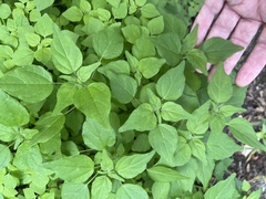 Parietaria floridana