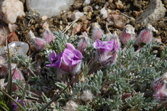 Oxytropis multiceps