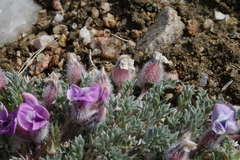 Oxytropis multiceps