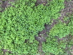 Parietaria floridana