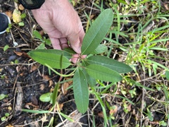 Rhabdadenia biflora