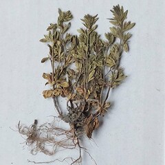Veronica dillenii