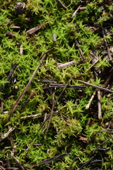 Tortella squarrosa