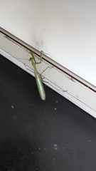 Coptopteryx argentina