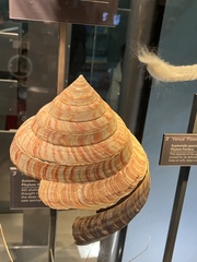 Entemnotrochus rumphii