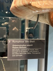 Entemnotrochus rumphii