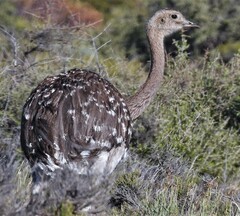 Rhea pennata