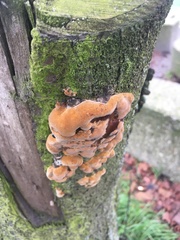 Fungi