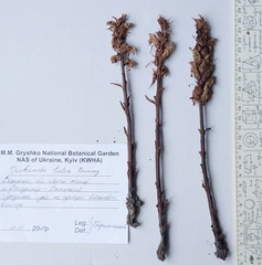 Orobanche lutea