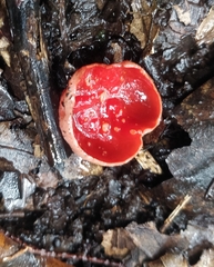 Sarcoscypha macaronesica