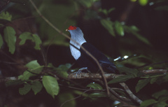 Alectroenas pulcherrimus