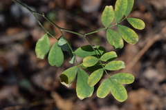 Hippocrepis emerus emerus