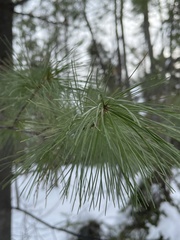 Pinus strobus
