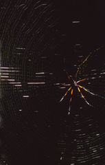 Trichonephila inaurata