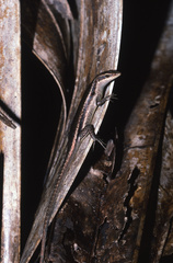 Trachylepis sechellensis