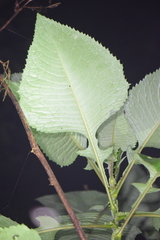Jessea cooperi
