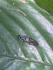 Raphiocera