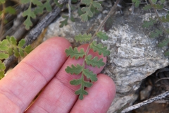 Hydrophylloideae