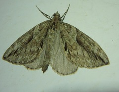 Thera cupressata