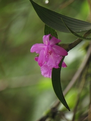 Sobralia amabilis