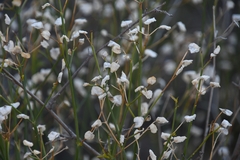 Dicliptera resupinata