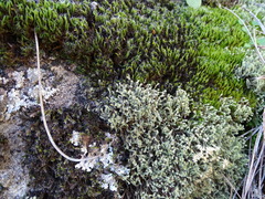 Hedwigia ciliata