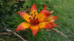 Lilium bulbiferum