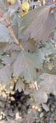 Crataegus monogyna