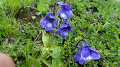 Pinguicula leptoceras