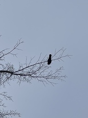 Corvus brachyrhynchos