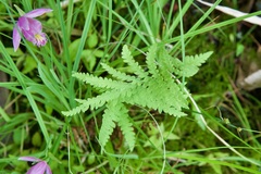 Thelypteris palustris pubescens