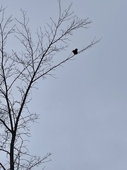 Corvus brachyrhynchos