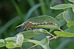 Arigomphus submedianus