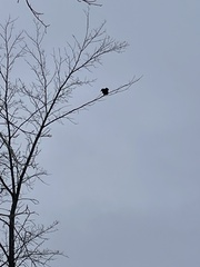 Corvus brachyrhynchos
