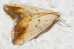 Evergestis extimalis