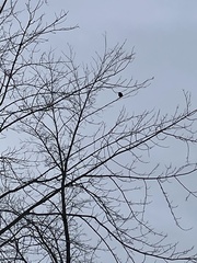 Corvus brachyrhynchos