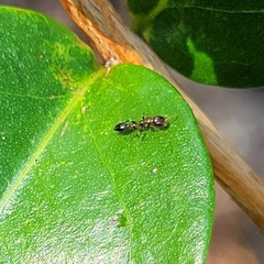 Pseudomyrmex ejectus