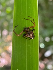 Verrucosa