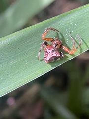Verrucosa