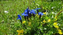Gentiana bavarica bavarica
