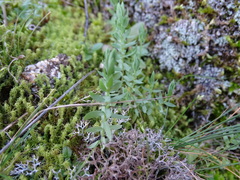 Lysimachia linum-stellatum