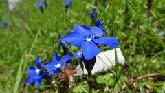 Gentiana bavarica bavarica