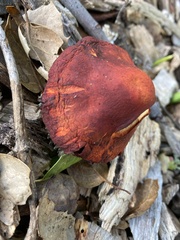 Lactarius rufulus