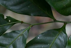Guioa acutifolia