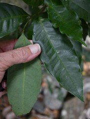 Guioa acutifolia