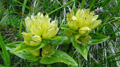 Gentiana punctata