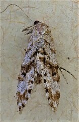 Isonomeutis restincta