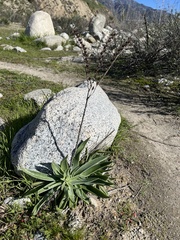 Dudleya lanceolata